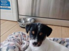 Jack Russell �t��ata