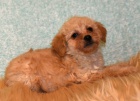 Zdrav� �t���tka Goldendoodle k adopci.