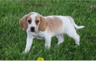 �t���tka Beagle jsou p�ipravena do nov�ch domov�.
