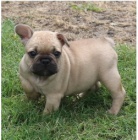 �t��ata anglick�ho buldoka jsou p�ipravena do nov�ch domov�.