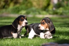 kr�sn� �t���tka Basset Hound hledaj�c� nov� domovi