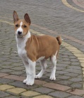 2 Basenji loveck� �t��ata muzy a zeni
