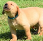 �t��ata labrador� jsou p�ipravena do nov�ch domov�.