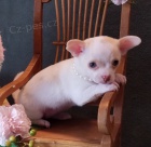 Kr�sn� �ivava �t��ata k adopci