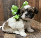 Kr�sn� �t��ata Shih Tzu k adopci