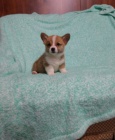 Welsh Pembroke corgi tri barevn� t. Byli vychov�ni v na�em dom� spolu se svou matkou a t�tou. s certifik�tem 5 generace, od�erven� o�kov�n�