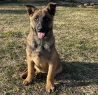 Kr�sn� �t��ata Malinois k adopci.