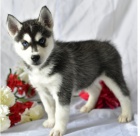 Kr�sn� �t��ata sibi�sk�ho husky k adopci.