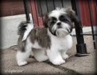 kr�sn� shiht tzu