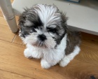 Chlapec a d�vka Shih Tzu na prodej