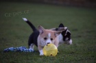  Pembroke Corgi �t��ata