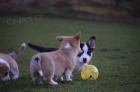 �t��ata- Pembroke Corgi 