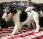 Foxteri�r *,�t��ata