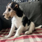 Foxteri�r *,�t��ata