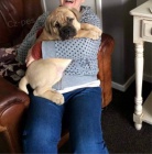 Bullmastiff �t��ata