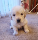 Rozko�n� �t��ata zlat�ho retr�vra~