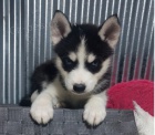 Modr� o�i �t��ata sibi�sky husky 