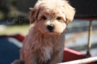 K dispozici ��asn� �t��ata Maltipoo 