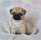 Okouzluj�c� �t��ata mopsl�k� pro dobr� domov