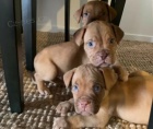 �t��ata  Dogue de Bordeaux 