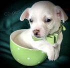 Roztomil� �t�n� �ivavy k adopci.