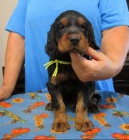 �t��ata Gordona Settera