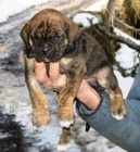 Alano Español pro nov� domy