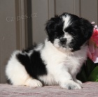Rozko�n� �t�n� shih-tzu k adopci.