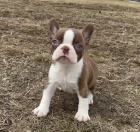 Rozko�n� �t�n� bostonsk�ho teri�ra k adopci.