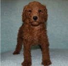 Roztomil� �t�n� pudla k adopci.