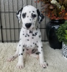 Rozko�n� dalmatsk� �t�n� k adopci.