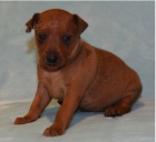 Roztomil� �t�n� miniaturn�ho pin�e k adopci.