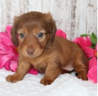 Rozko�n� �t�n� jezev��ka k adopci.