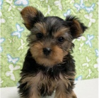 Roztomil� Yorkshirsk� �t�n� k adopci.