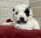 Rozko�n� �t�n� Bischonpoo k adopci.