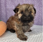Roztomil� �t���tko Havanese k adopci.
