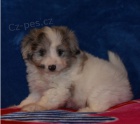 Roztomil� �t�n� Aussiedoodle k adopci.