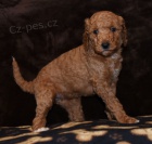 Roztomil� �t�n� Goldendoodle k adopci.