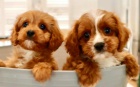 Cavoodle �t��ata pro dobr� domovy 