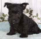 N�dhern� �t��ata skotsk�ho teri�ra k adopci