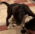 �t��ata Patterdale teri�ra k adopci 