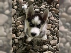 �istokrevn� Sibi�sk� Husky �t���tka s PP