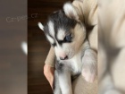 �istokrevn� Sibi�sk� Husky �t���tka s PP