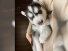 �istokrevn� Sibi�sk� Husky �t���tka s PP