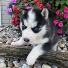 Rozko�n� sibi�sk� husky s kr�sn�mi modr�mi o�ima.