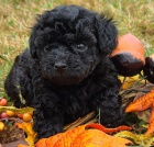 zdrav� a kr�sn� �t��ata �ern�ho pudla na prodej.