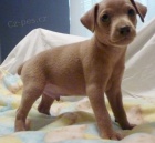 Miniaturn� �t��ata pin�� k adopci