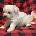 b�l� Havanese �t��ata na prodej