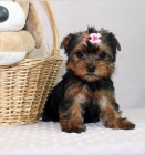 Jork��rsk� �t��ata jsou p�ipravena na nov� rodiny