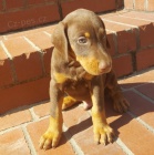 �t��ata dobermana na prodej